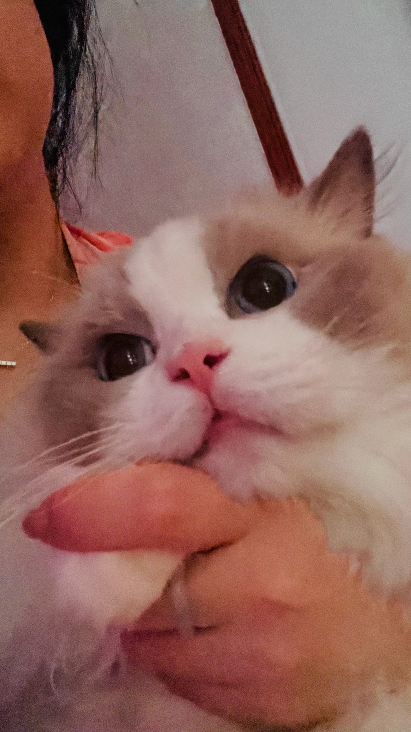 模糊的画质，清晰的大眼睛