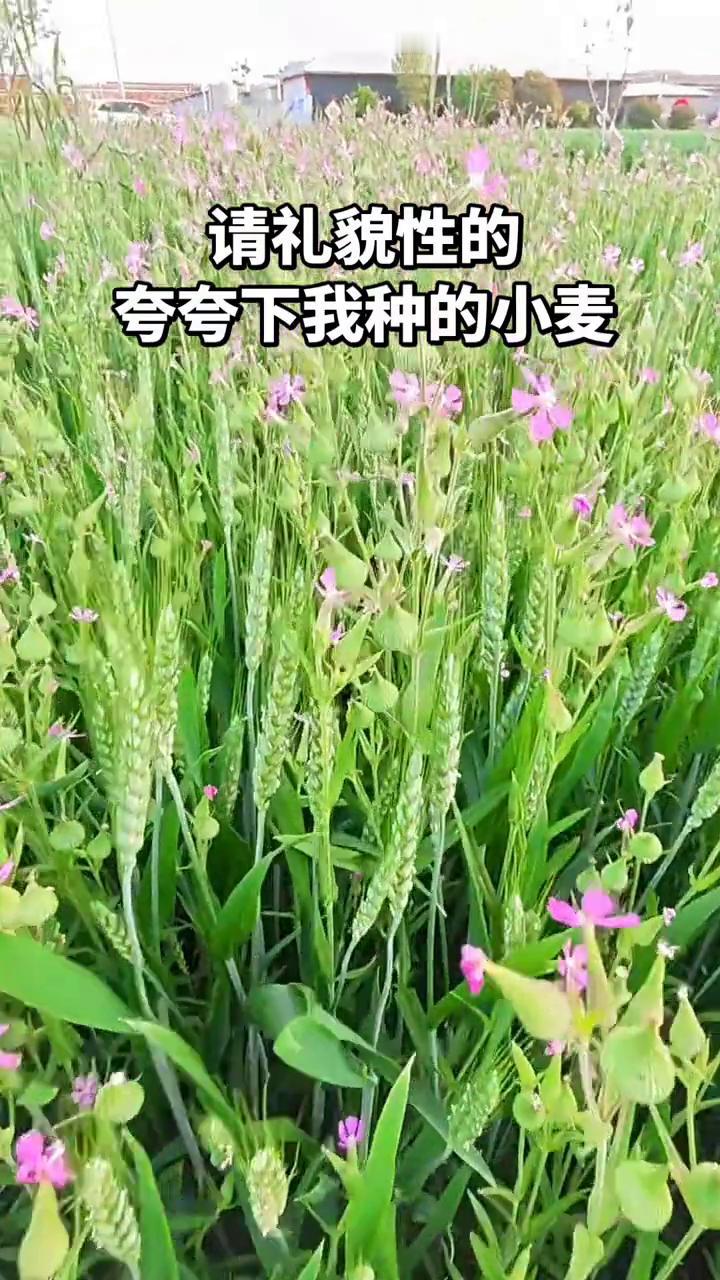 请礼貌性的夸夸下我种的小麦。