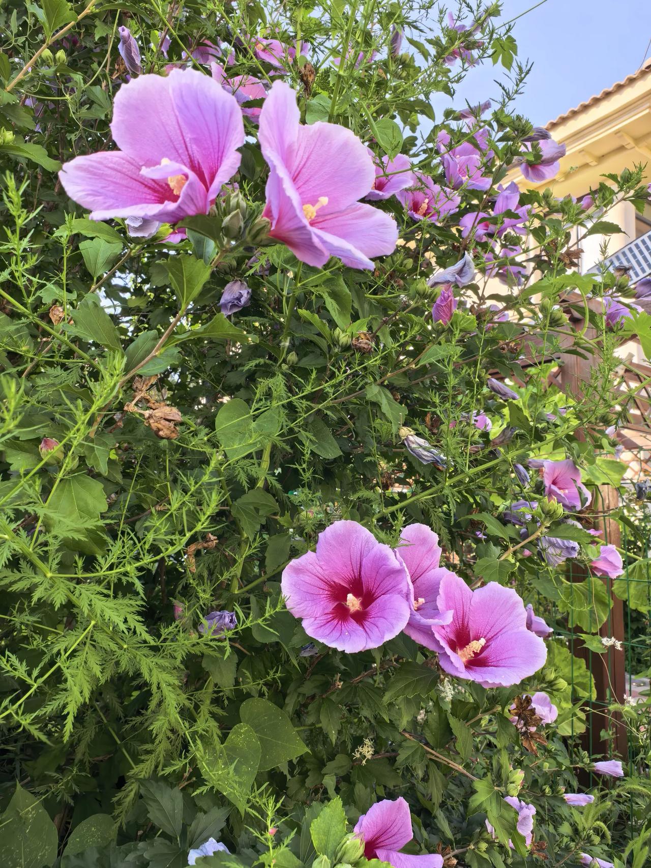 那些花儿（42）
木槿花