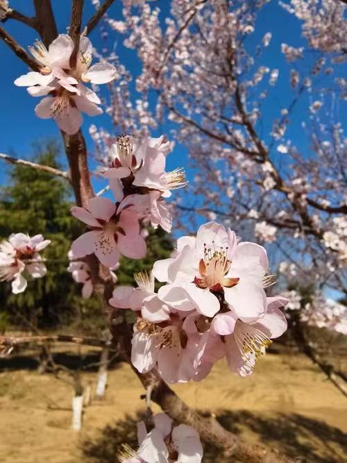 蓟州2026赏花季启幕 2026年3月18日，蓟州山区赏花季启幕。山桃花已进入盛