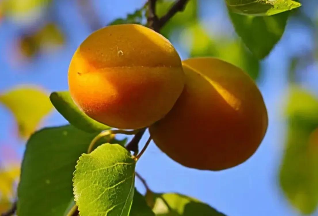 七律·红杏

一枝红杏惹相思，遥忆童年甜蜜时。
几树青黄不同步，夏秋分熟恰心怡。