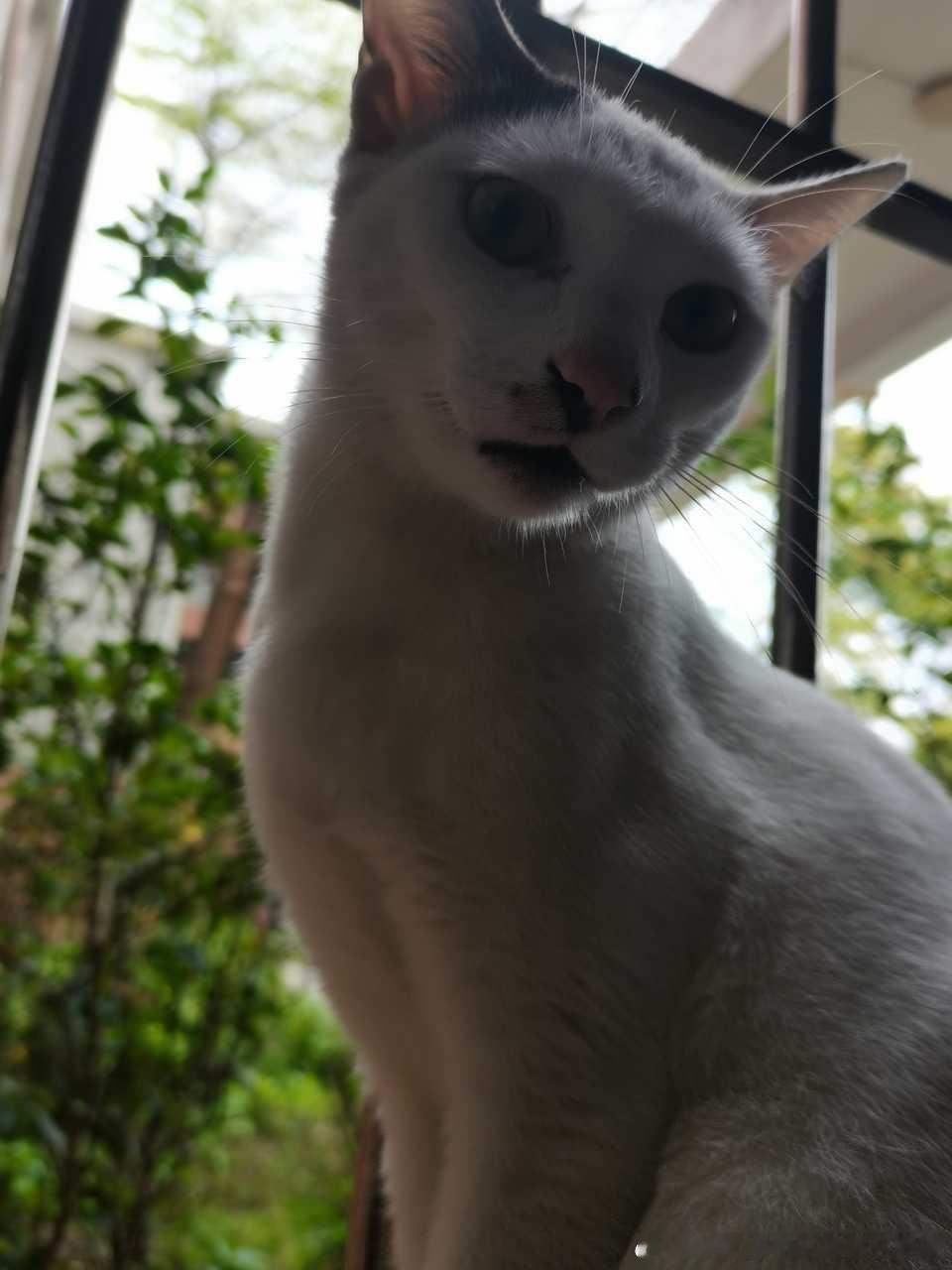 49439【丑猫】丫头你敢直视我吗 