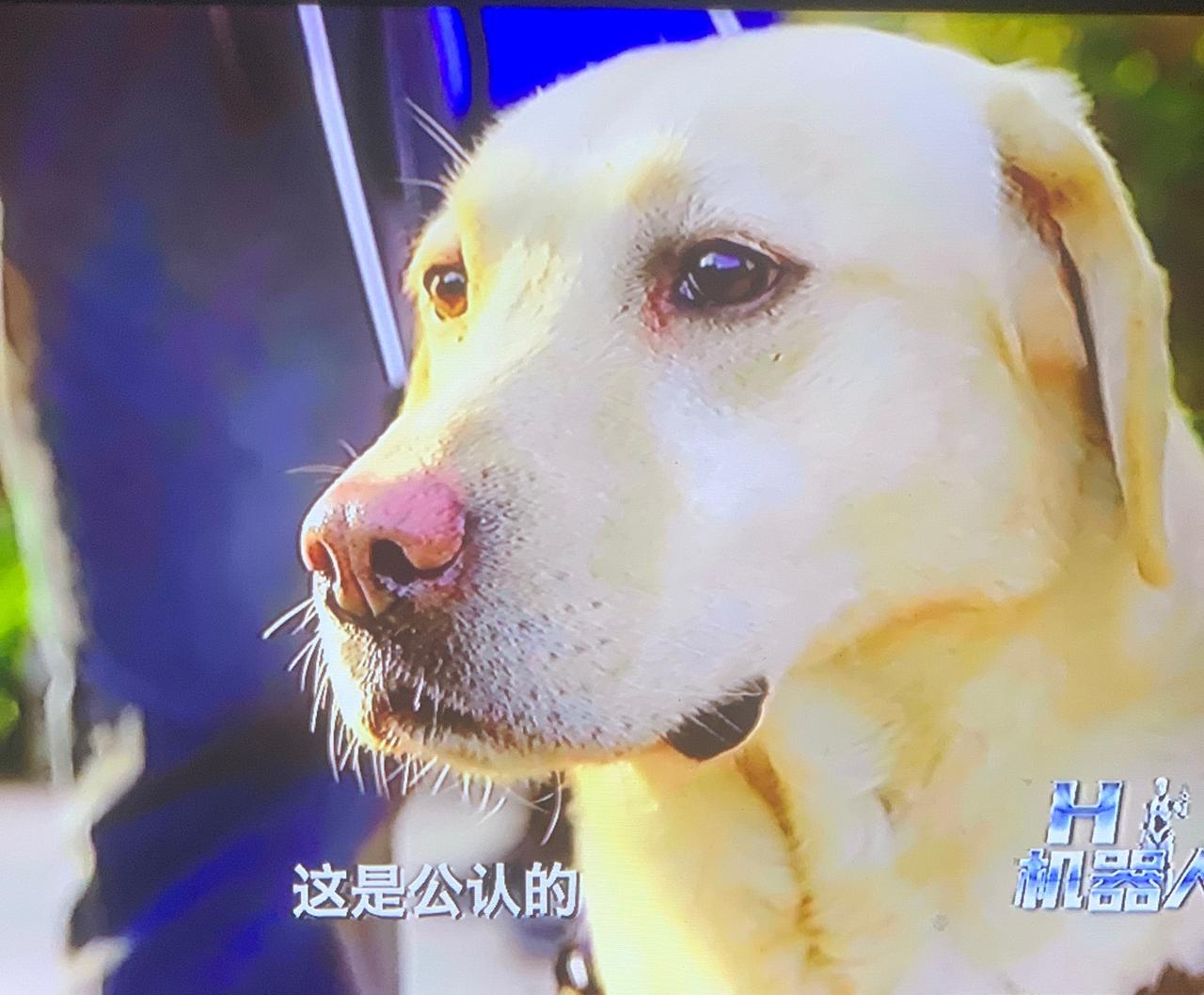 导盲机器人快要上市了，到时候，导盲犬可能就要退出了。导盲机器人，比导盲犬更先进，