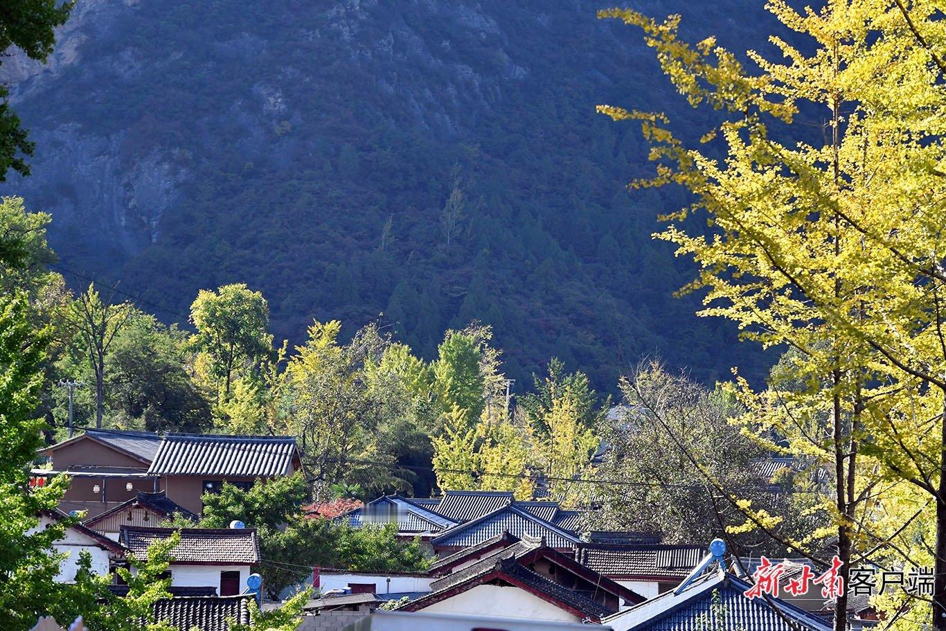【藏在甘肃陇南的金色秘境｜徽县 153 棵千年古银杏渐次披金】金秋十月，秋风送爽