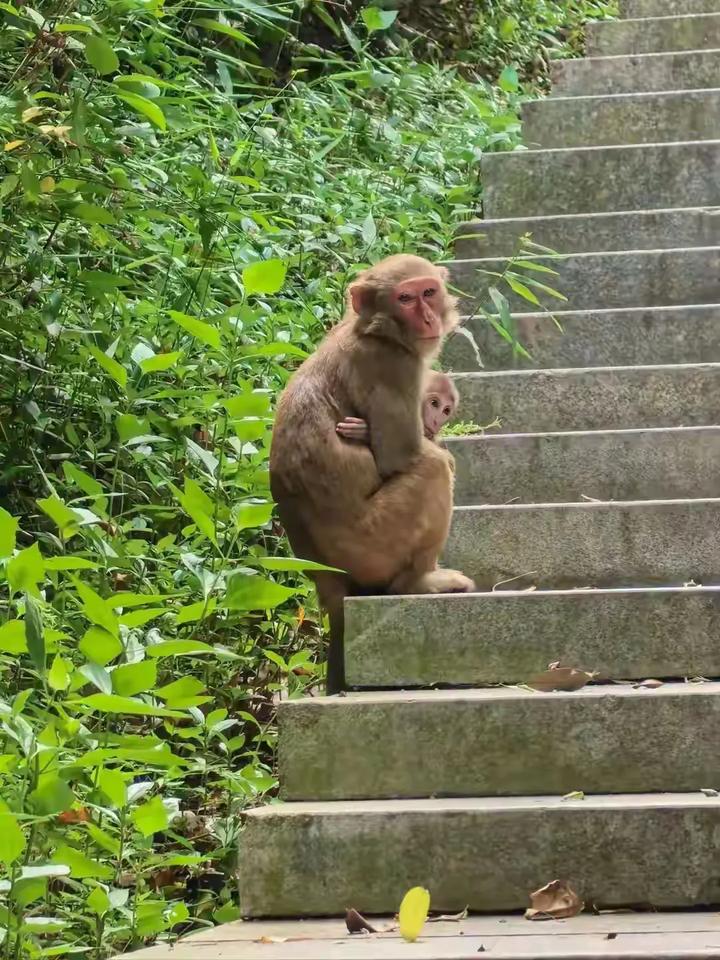 这下印度莫老仙更郁闷了，巴基斯坦官宣歼35A到货了，这可是南亚第一架五代隐身战斗