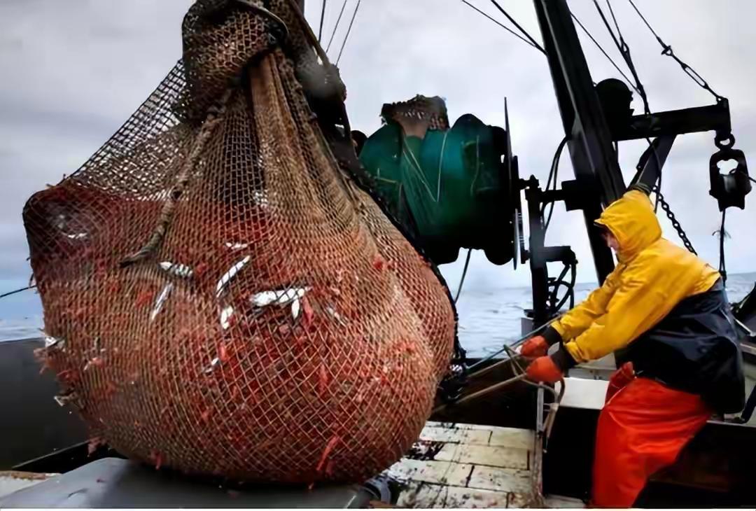 中国造出顶级南极磷虾捕捞船，打破国际垄断，让10亿吨极地资源成“海上粮仓”。
 