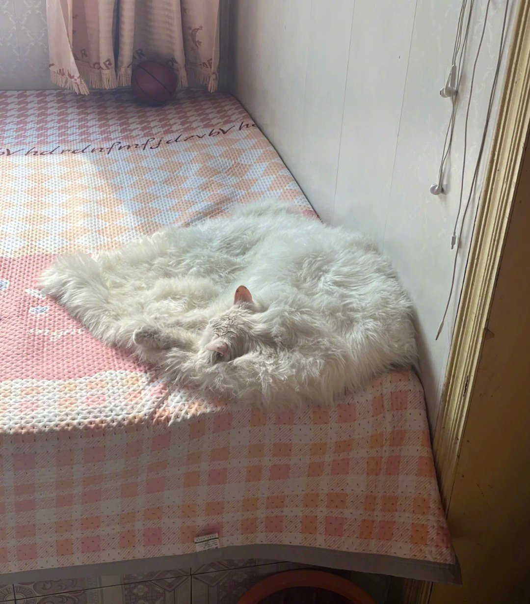 猫是一滩液体具像化了 ​​​