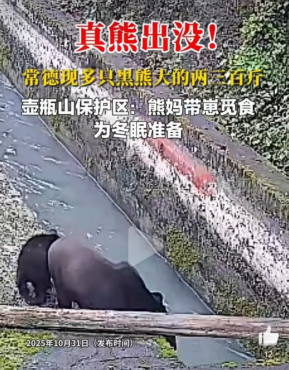 湖南常德现多只黑熊大的两三百斤黑熊下山觅食虽显温情，却暗藏人兽冲突风险。它们偷食