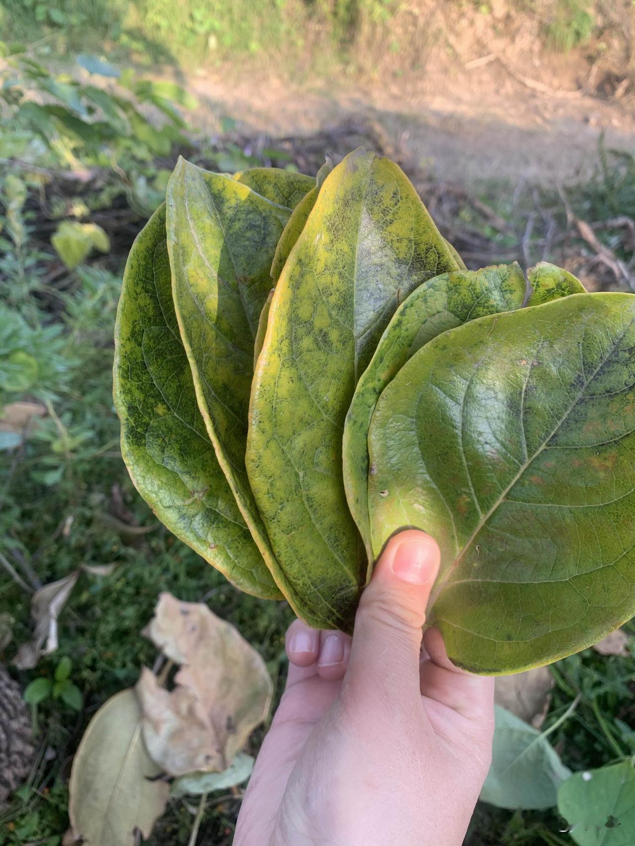 听说城里人还要花钱买柿子叶，一斤竟要几十块钱？快来农村，不要钱，随处可见，随手可