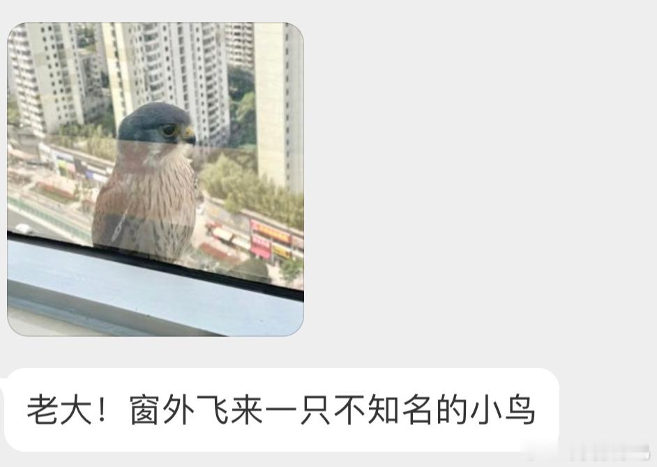 人见人爱的红隼同学[开学季] ​​​