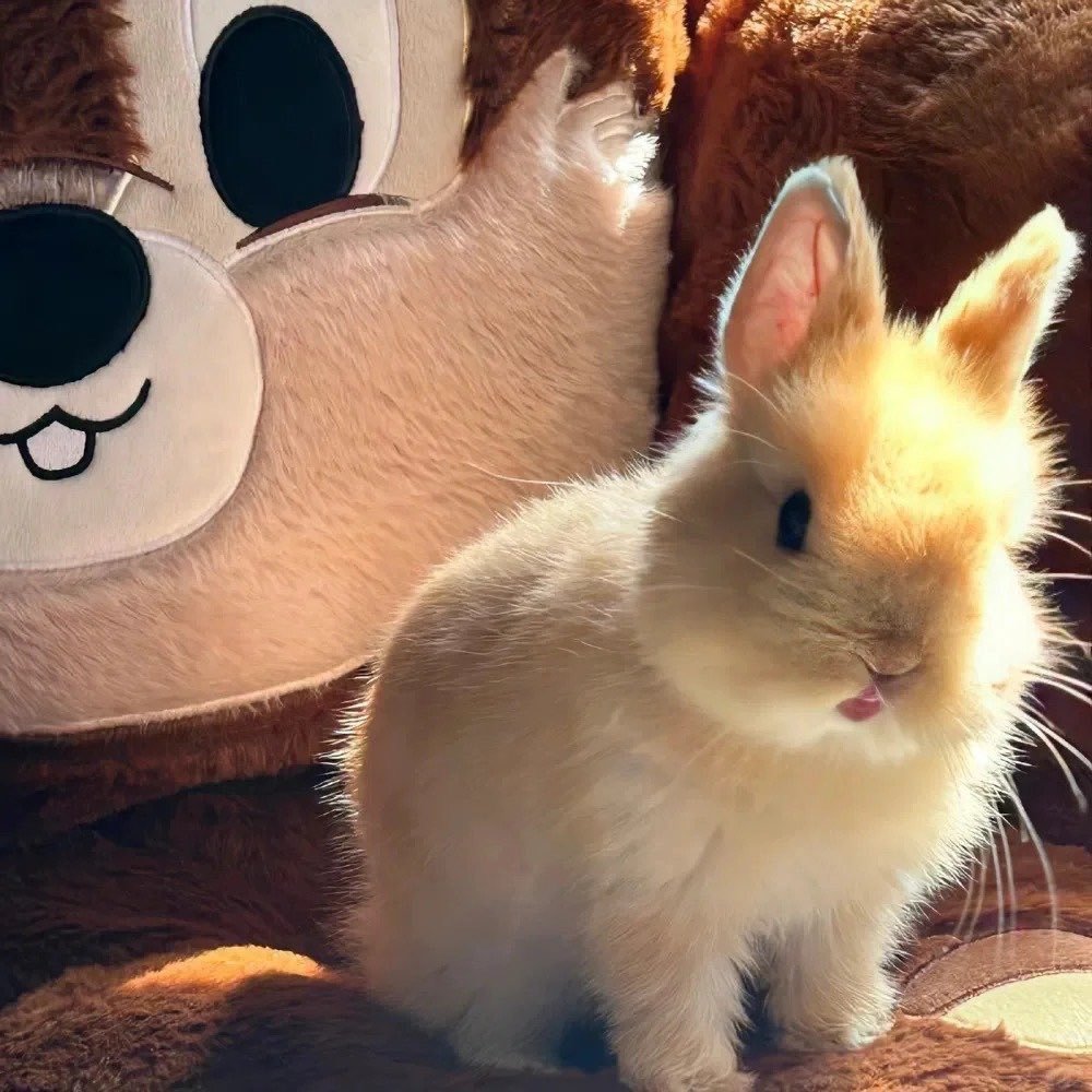 今日份的兔兔能量！请查收(=‘ｘ‘=)(๑╹ᆺ╹)(•ㅅ•)( ÒㅅÓ)【推：S