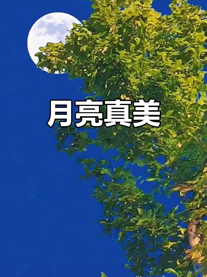 千里共明月中秋节快乐
