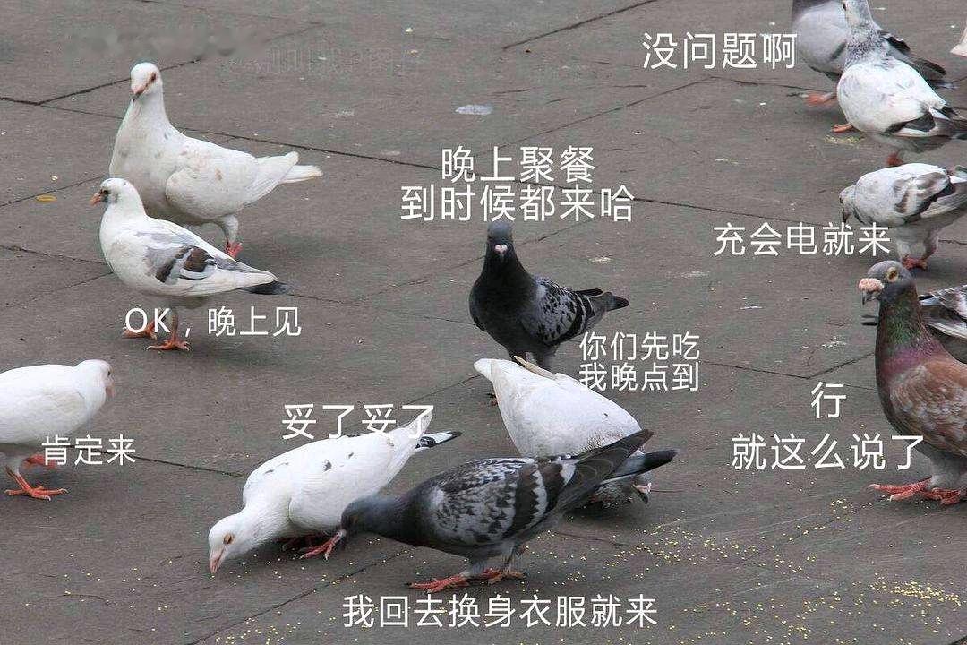 【放飞的“和平鸽”是什么鸽？】9月3日上午，阅兵活动结束后，《歌唱祖国》响彻天安