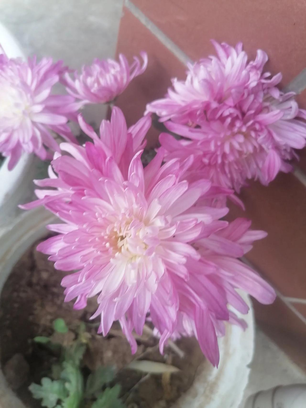 #秋日生活记录#秋天的花儿