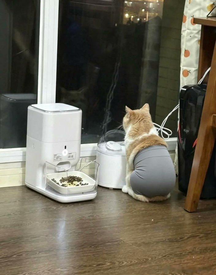 猫宁 