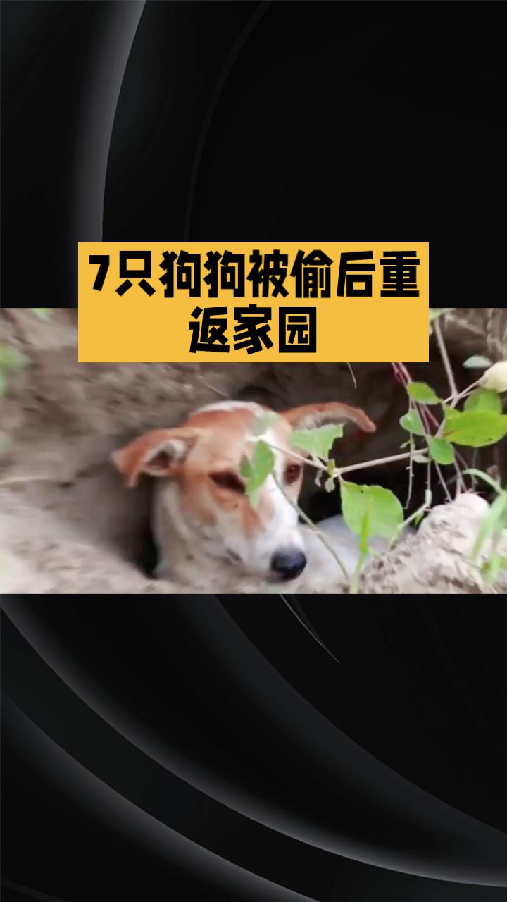 7只狗狗被偷后如何在高速路上跋涉17公里重返家园？这背后的故事让人动容。
近日，