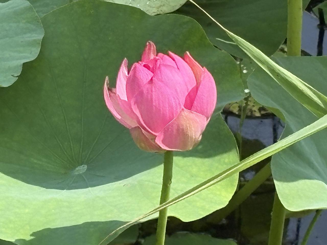 去台湖赶大集看到，集上热热闹闹的。附近的村民本来正是夏收时间，应该是非常忙碌的，