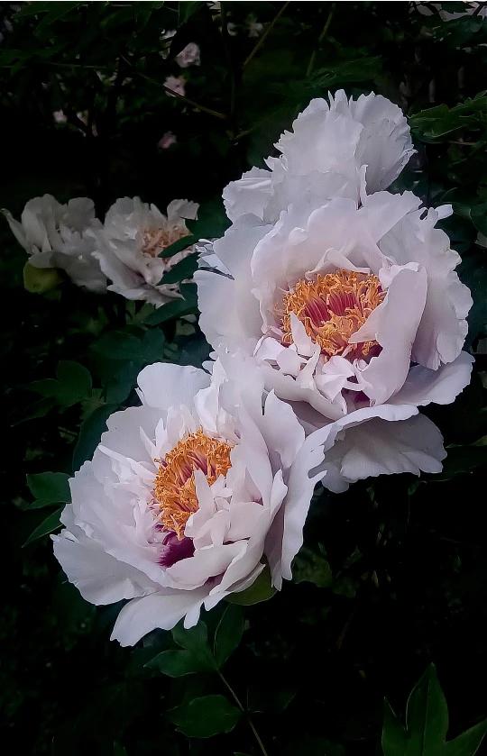 长春牡丹的花期是5月5后开始零星绽放，到5月下旬结束，5月15日应该是最盛的时节