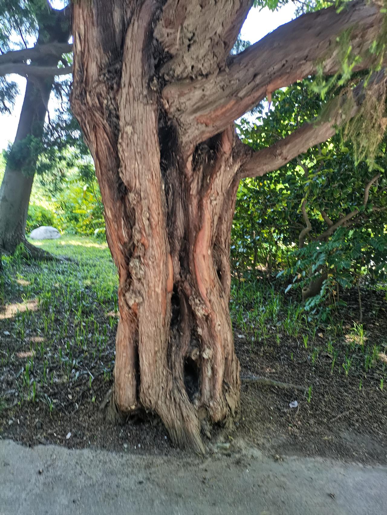 （我拍树木照片之三）老树古树，根深蒂固，岁月沧桑，峥峥风骨。（手机拍摄于青岛中山