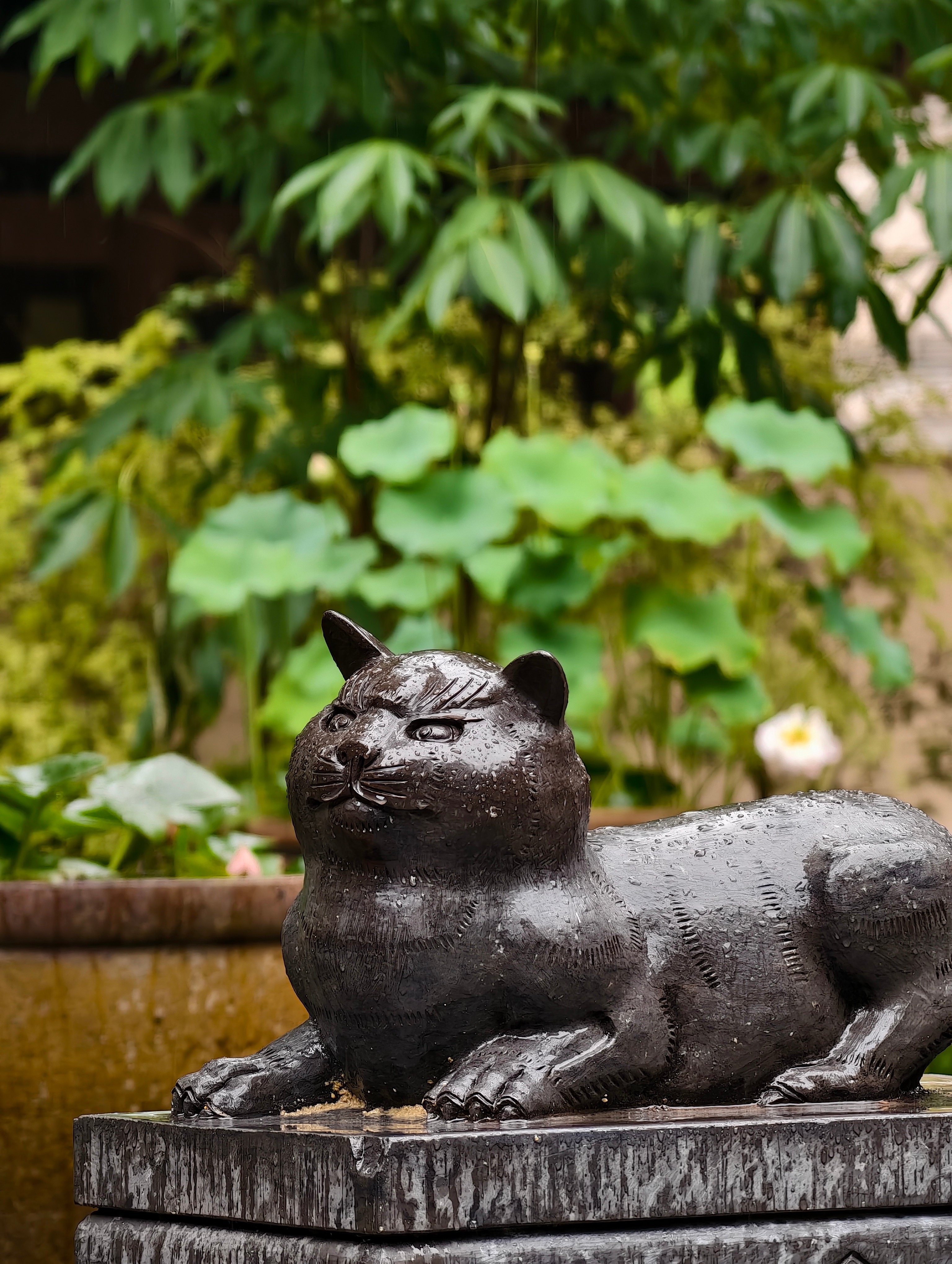下雨天拜访喵呜寺🐱 