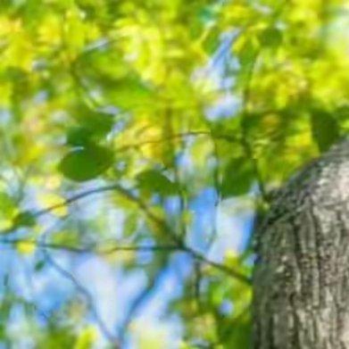 轻轻说一声：秋安。花瓣随风轻轻飘落，秋水荡起温柔的涟漪，一阵风吹来，感到了凉意，