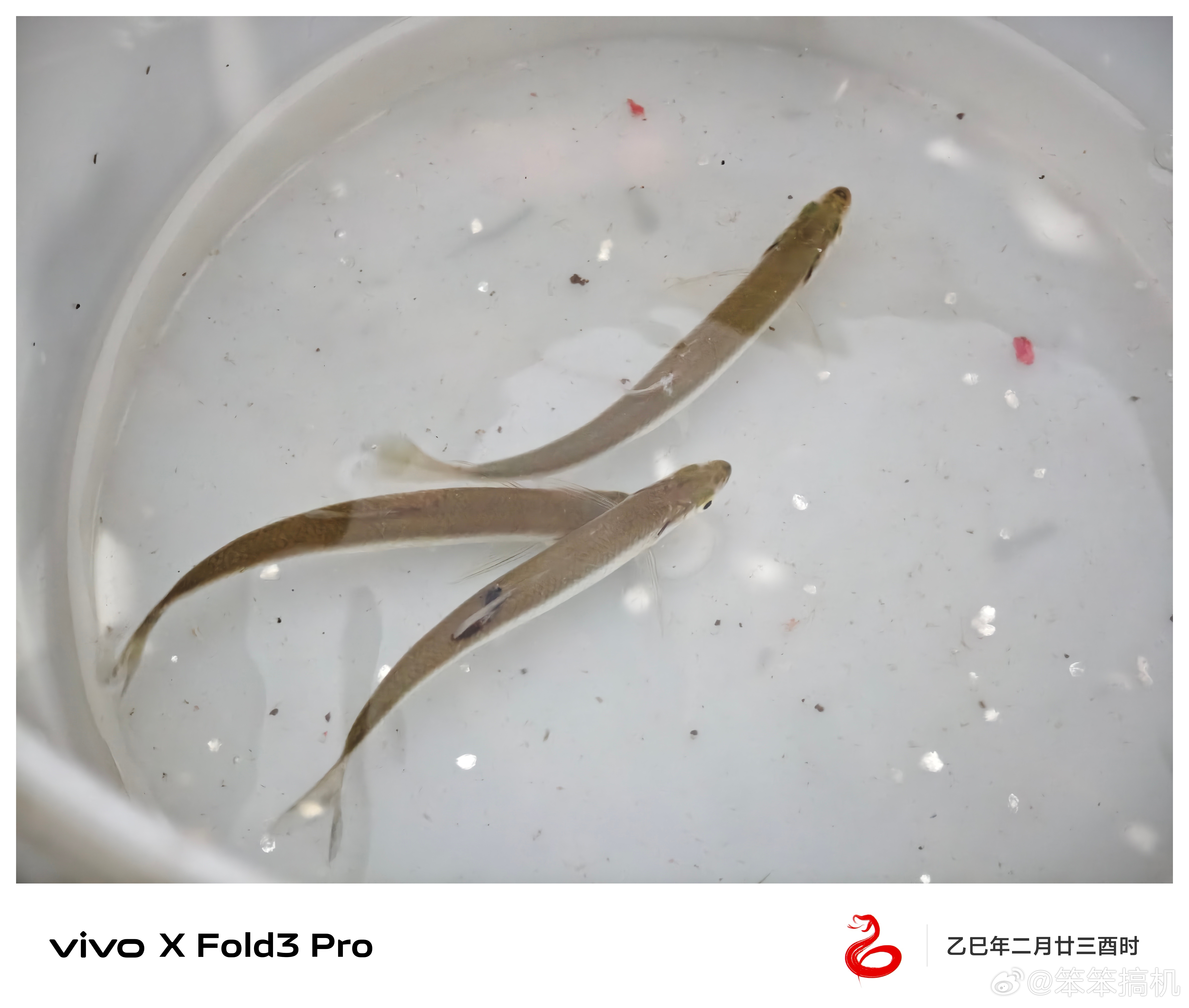 还是傍晚好钓，刚开杆就收获了三条米级翘嘴[并不简单] ​​​