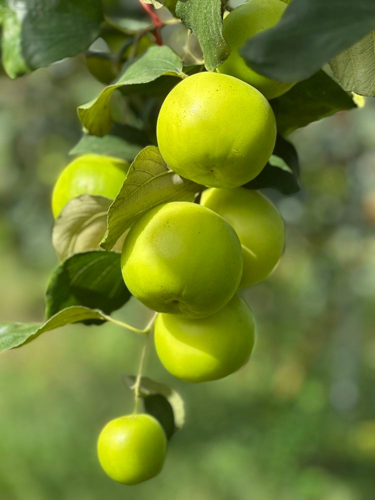 枣就该这样“甘”了！大云南偷藏起来的神奇美味又被我们找到了蜜罐苹果枣，血统纯正：