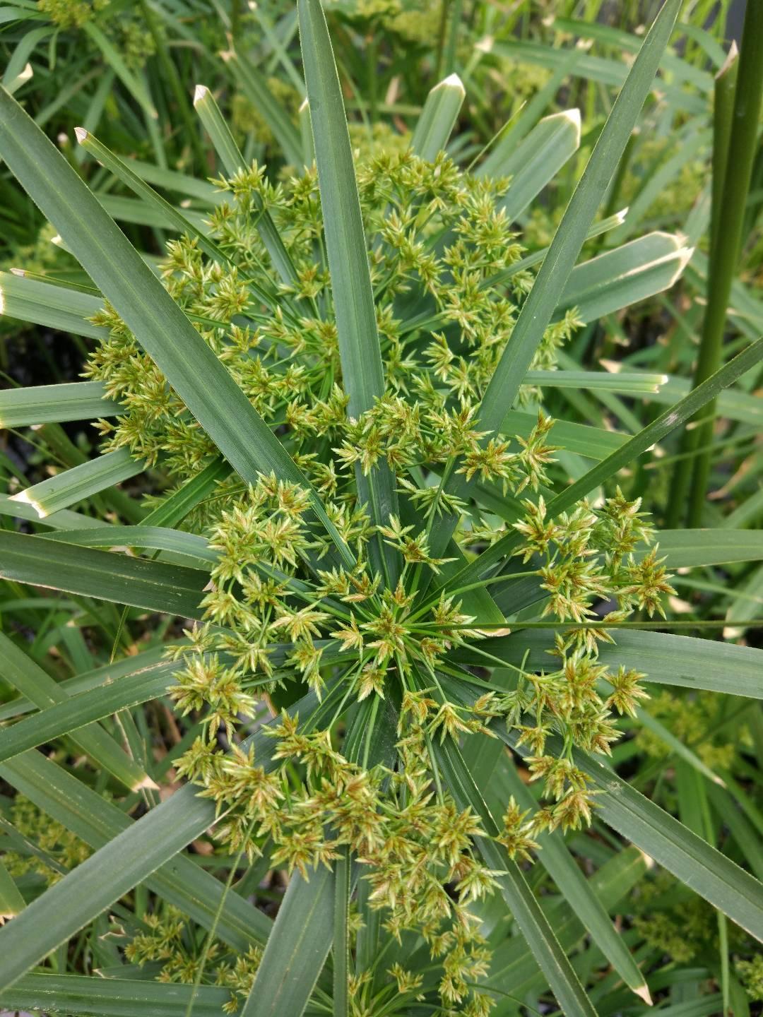 春还没过够，就已到了暮春。

走到哪儿，鲜嫩翠绿的花草树木，都被谷雨晕染得颜色都