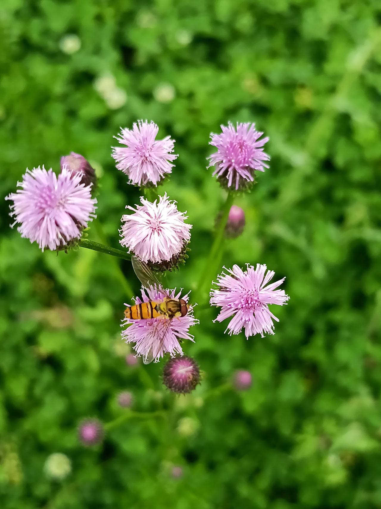 小时候在野外，经常看到这样不起眼的紫色小花，现在才知道它的名字叫泥胡菜，它的花很