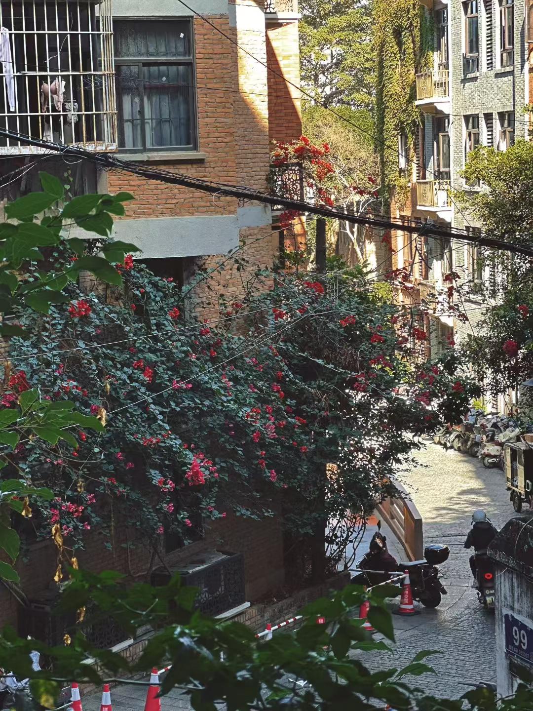 走在这条老巷子里，阳光斜斜洒下来，砖墙上的藤蔓爬得老高，一簇簇红花开得热热闹闹的
