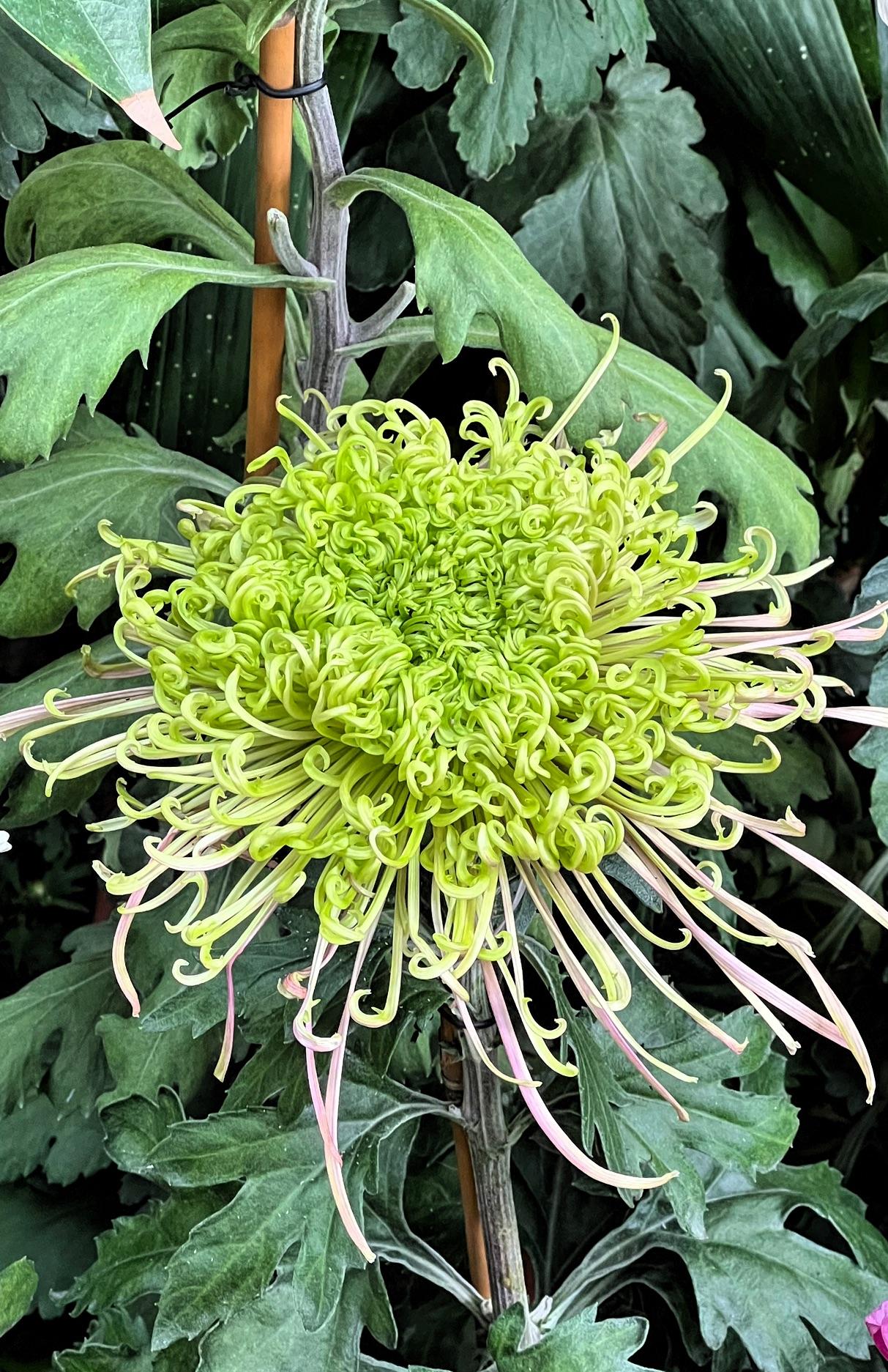 【原创】冬日赏菊：翠叶扶疏映碧空，花影摇曳入帘栊。