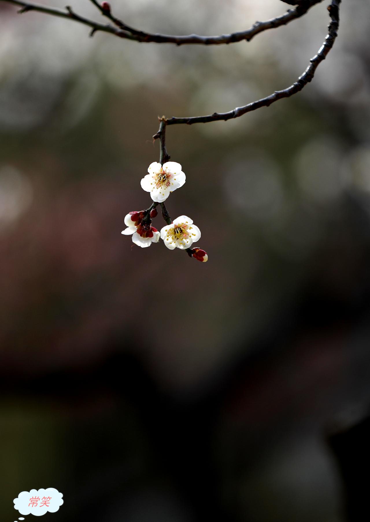 苍梧绿园里的梅花正当时，可惜从带苞到怒放没有遇到一场雪，有道是“有梅无雪不精神”