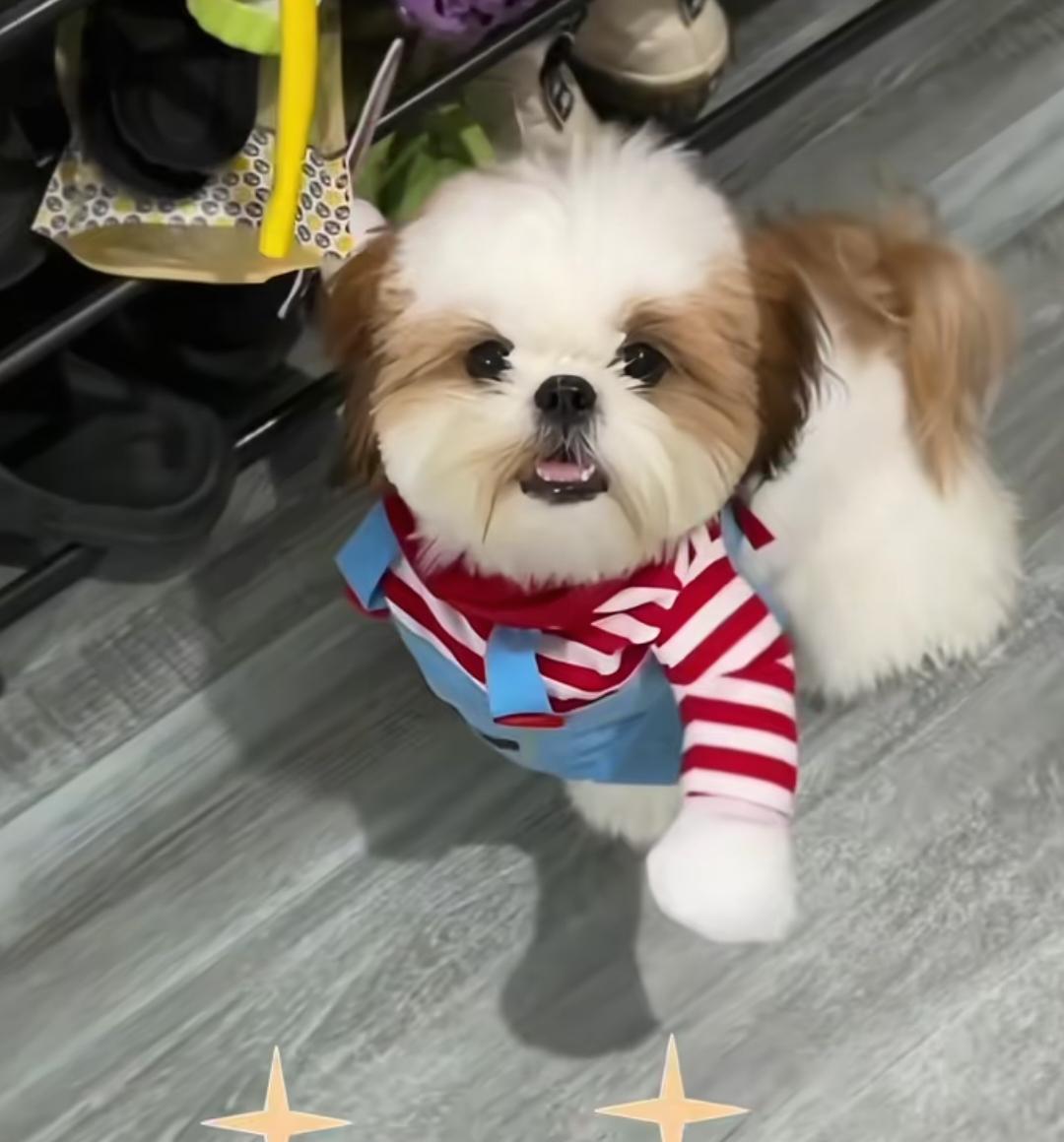 据大数据资料显示，目前，我国养宠物家庭规模已超1亿户，宠物数量已超1.2亿只。数