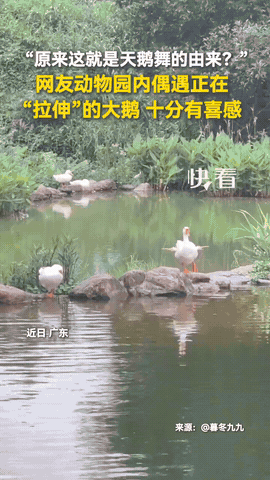 动物园大鹅演活打工人！优雅的尽头全是烟火松弛感🦢
 
终于懂了！《天鹅湖》根本