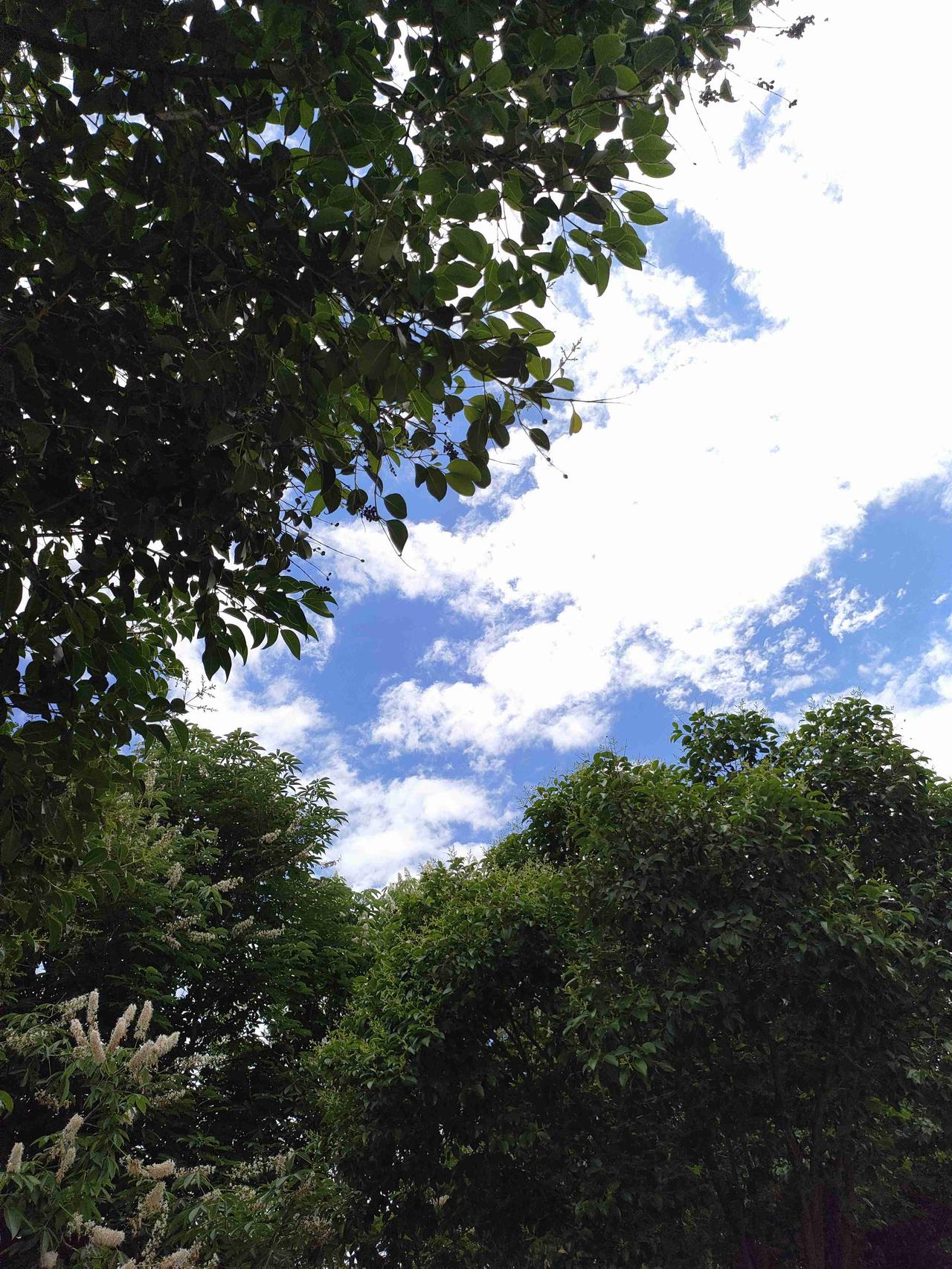 我的今日状态：😁轻松愉快
我这里的天气：☀️晴天 抬眼是澄澈蓝天，枝叶簇拥着细