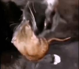 猫：洗干净了吃着卫生健康。