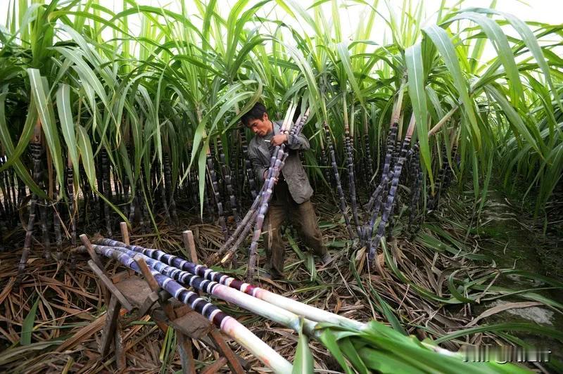 于东来过年在老家卖甘蔗边吃边叫卖 于东来过年时在老家卖甘蔗，边吃边叫卖，这画面满