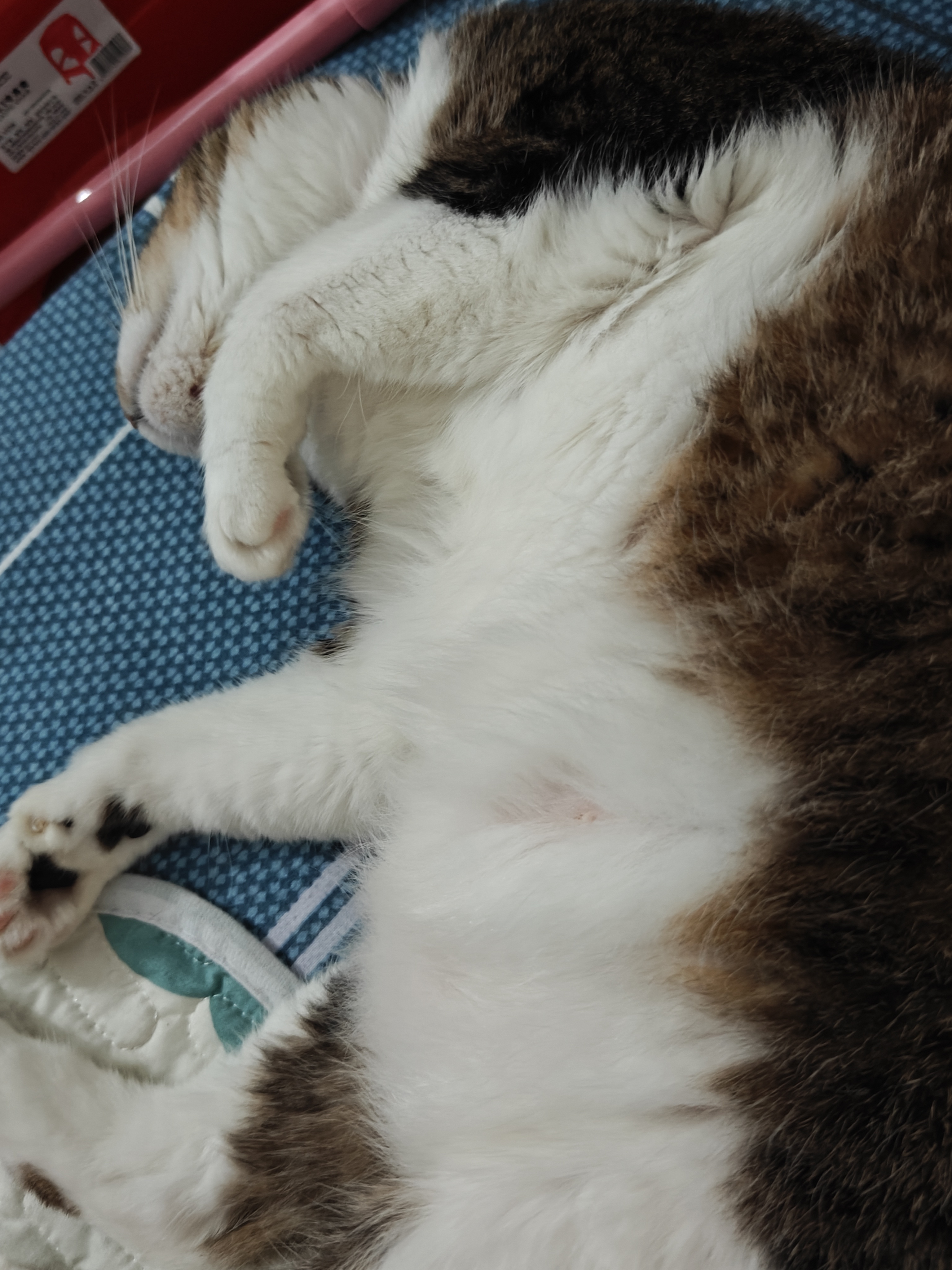 又被我家猫咪搞醒了 