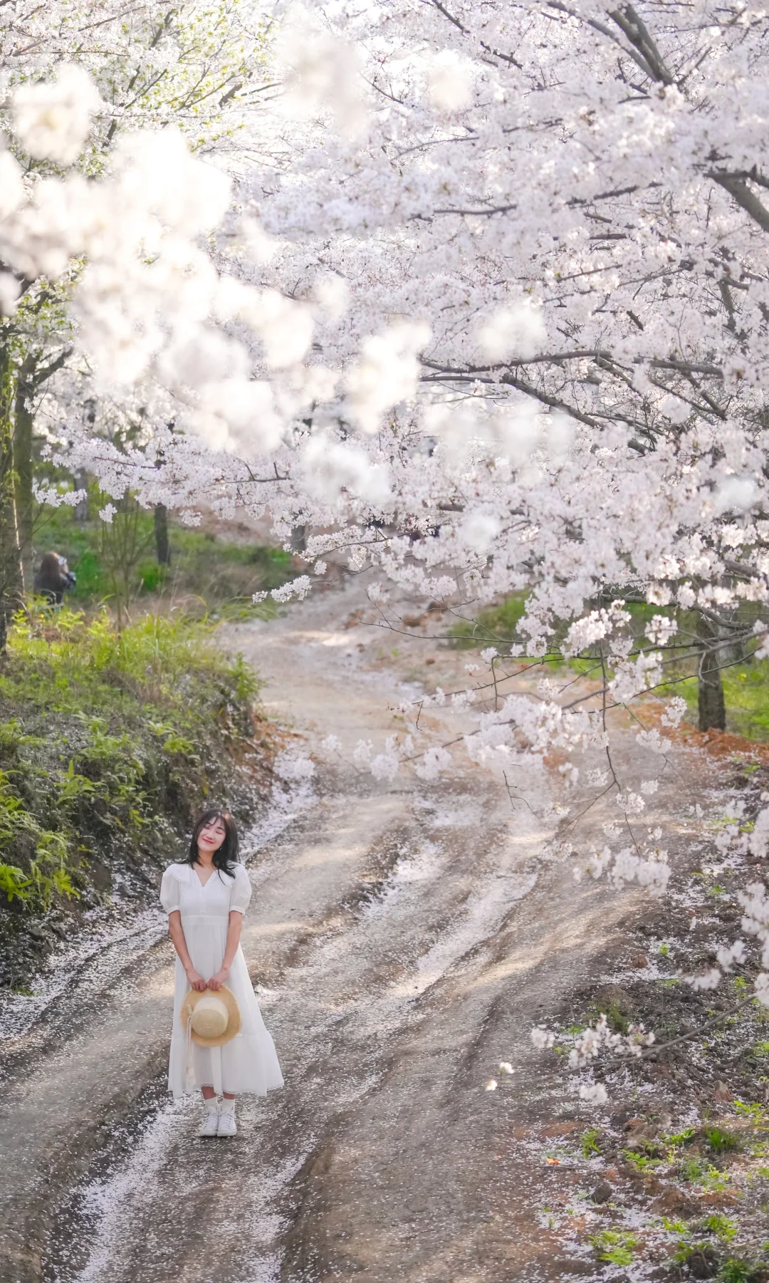 3🈷️，我在贵州，找到了全世界最大的樱花园🌸