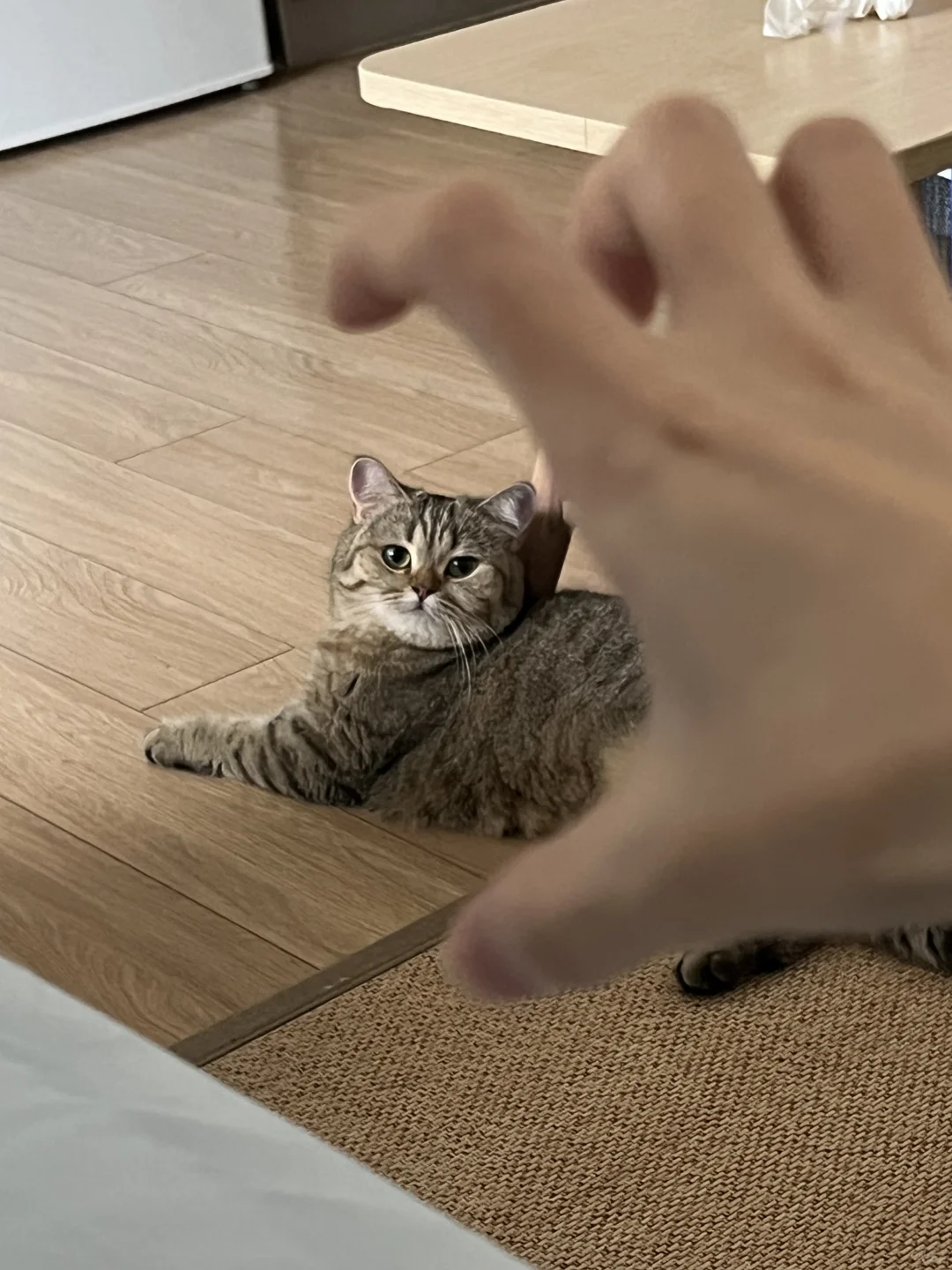 石矶娘娘来抓猫了！