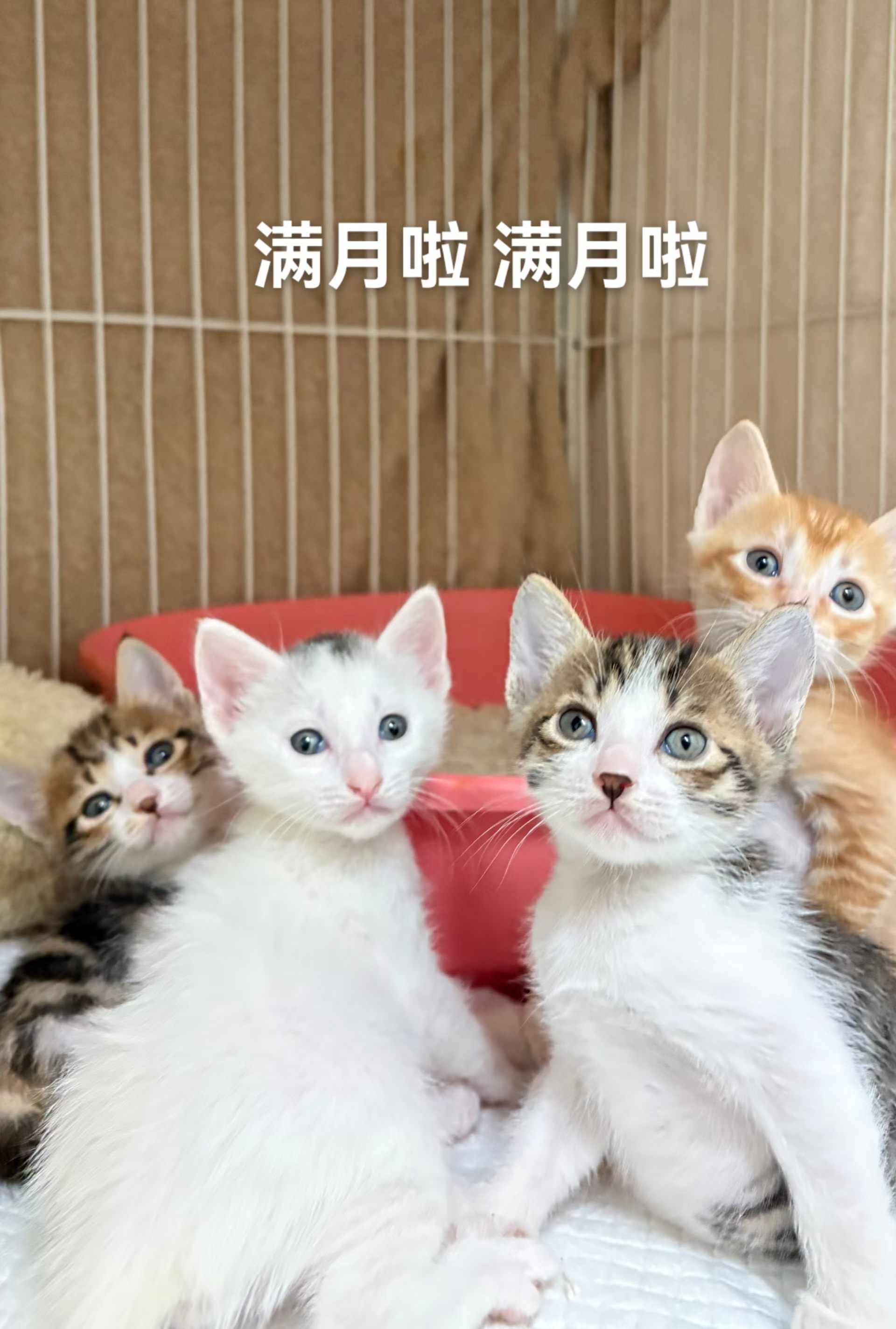 兰兰的宝宝今天满月啦。。。🎈🎈姨姨们快给宝宝和兰兰发个红包祝福，希望我们4个