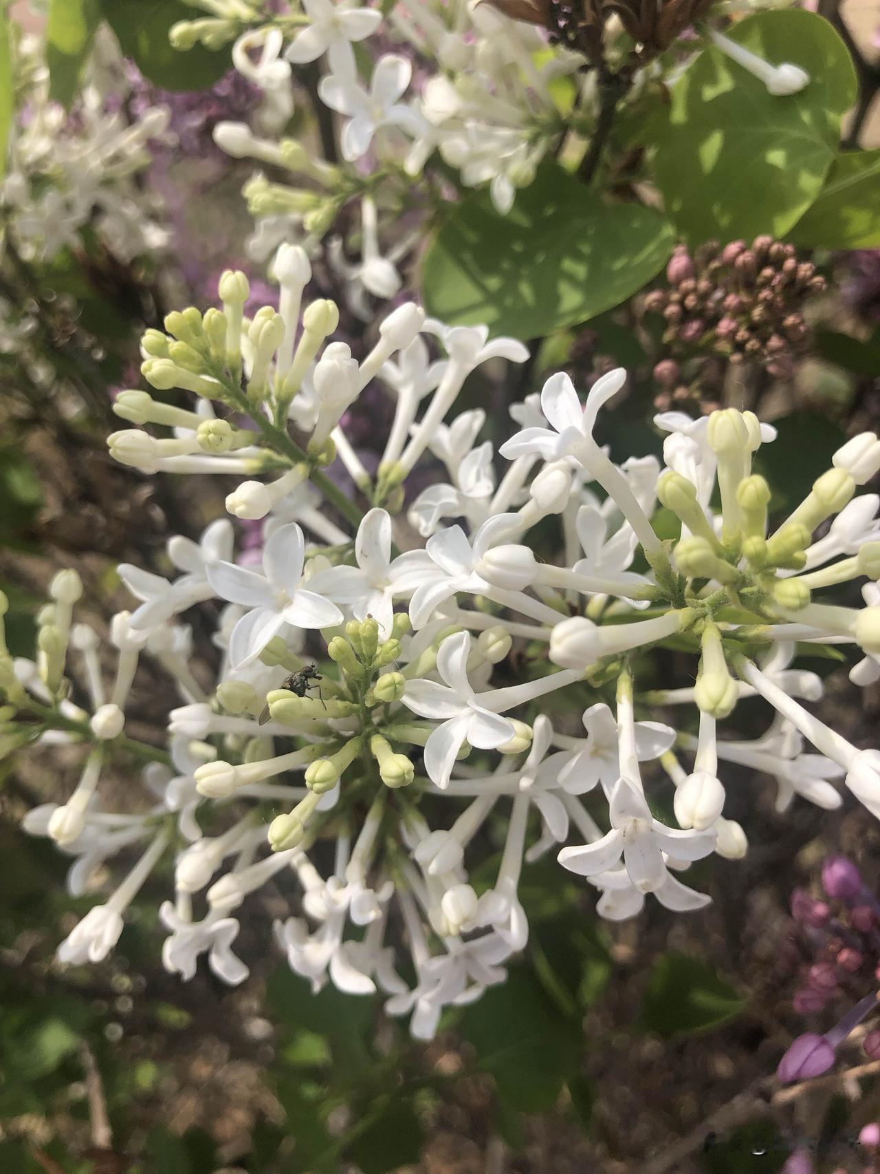 真心话茶局丁香花开的季节