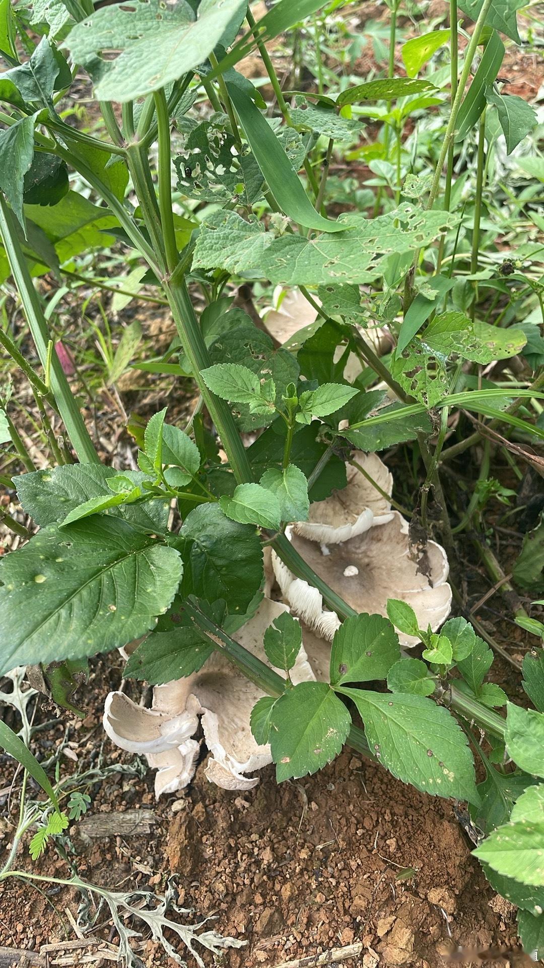 夏至菇，每年夏天的美味…🍎🌹 