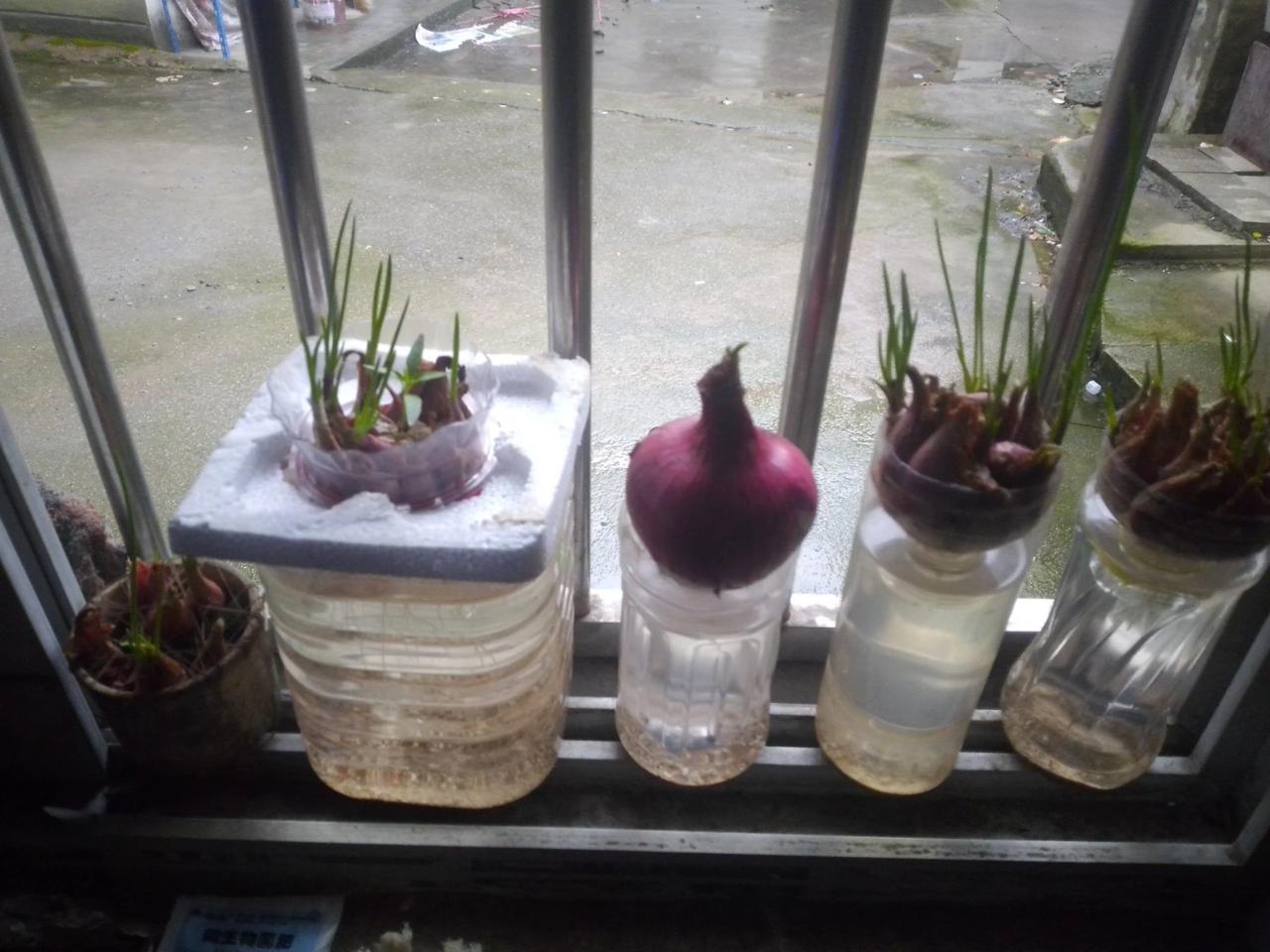 水培红头葱第九天，最近气温低，生长缓慢，放进去的金鱼，活了两天，都死了，可能是快