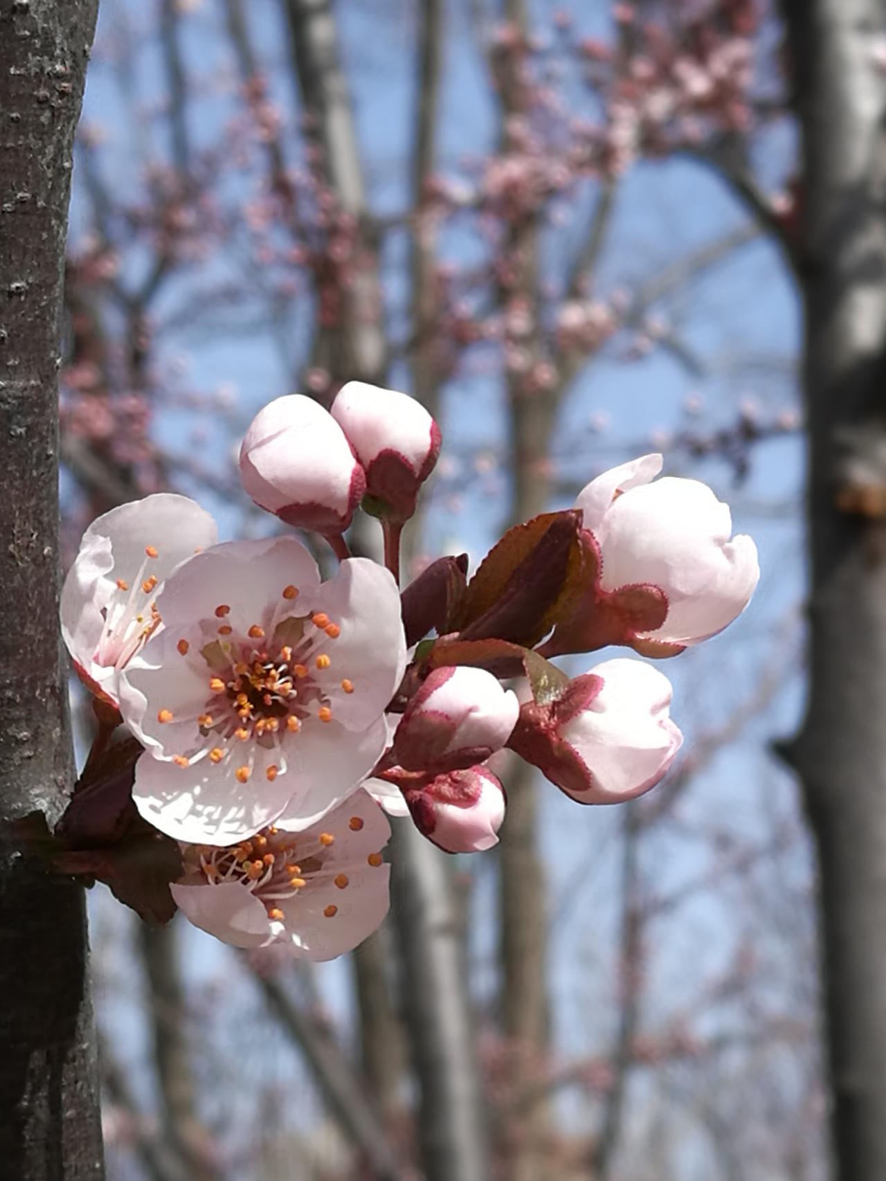 东营还有一家“胜利中医院”
    东营胜利中医院的前身叫胜利医院中医分院，早先