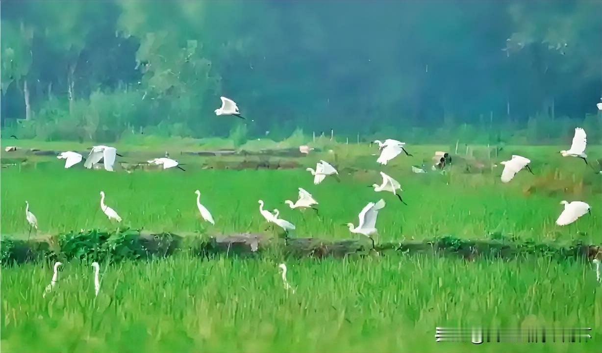 上联：白鹭飞飞田穉绿
下联：有请雅士[玫瑰][玫瑰][玫瑰]
