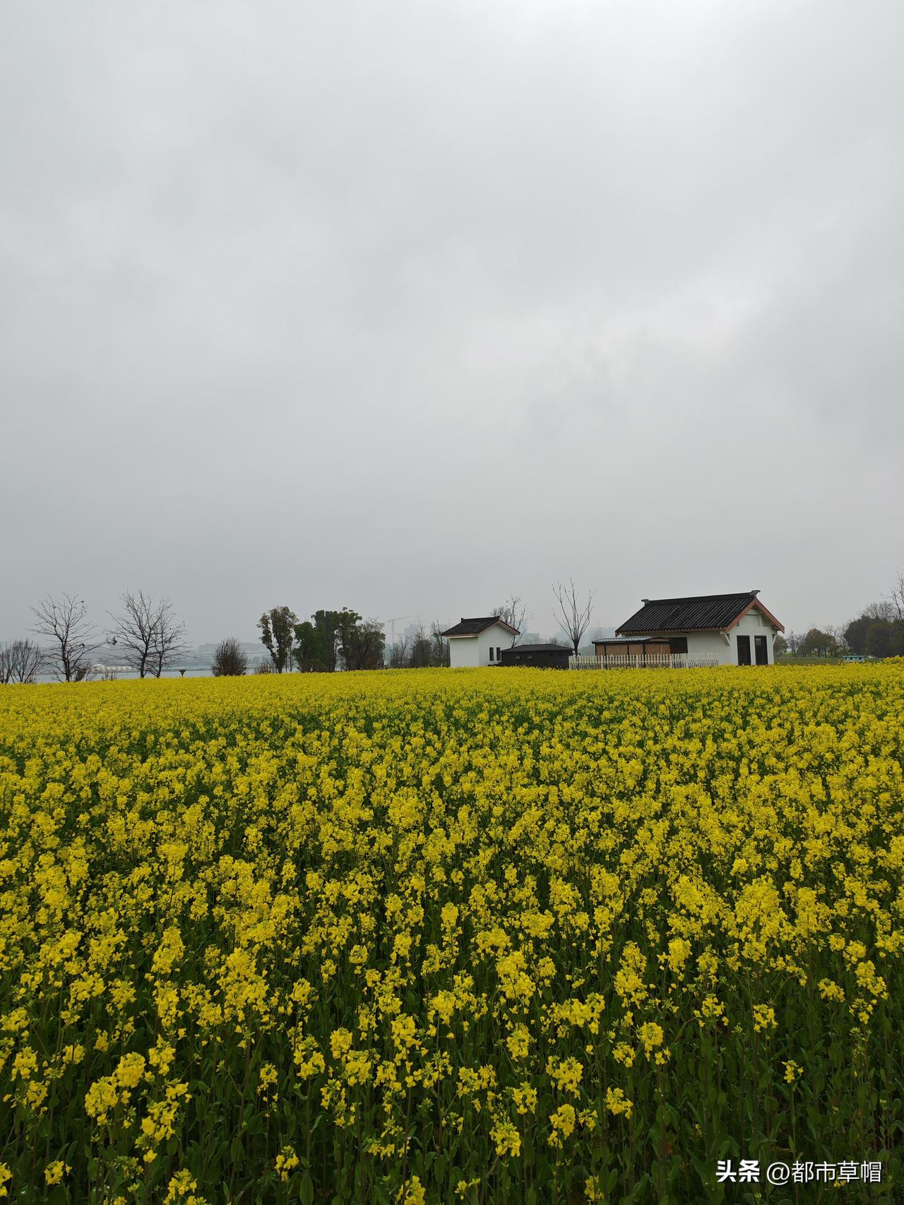 昨天下午，语文组的同事们都去城区参加教研活动了。我上完课，比以前稍早一些时候回家