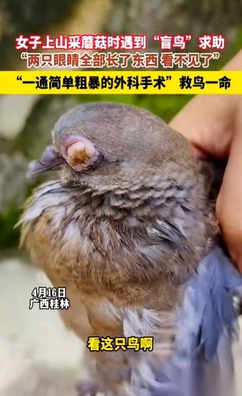 开水烫剪刀，云南白药粉末止血。
一场在农家厨房里进行的“外科手术”，患者是只快饿