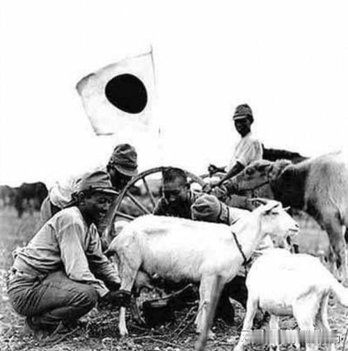 日本人舍不得熊猫走？看看他们当年抢走了什么
熊猫要回中国了，日本网友一片哀嚎。