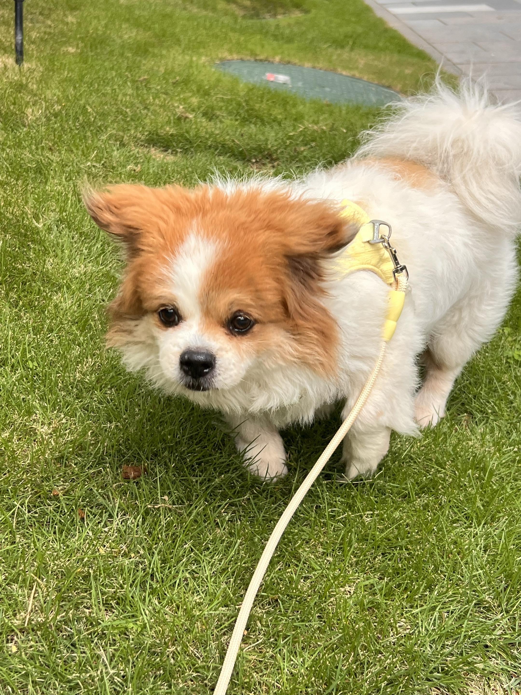 🐶：这个就是我呀 头上有两个妙脆角。